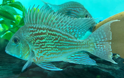 Large Sveni Geophagus (5-5.5”)