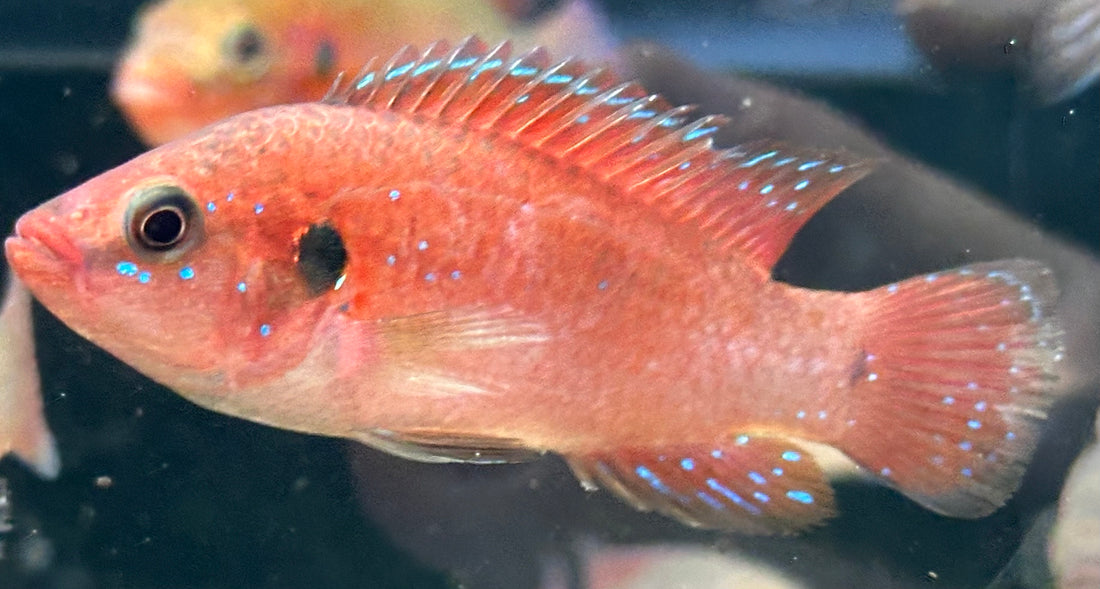 Red Jewel Cichlid (2.5-3”)