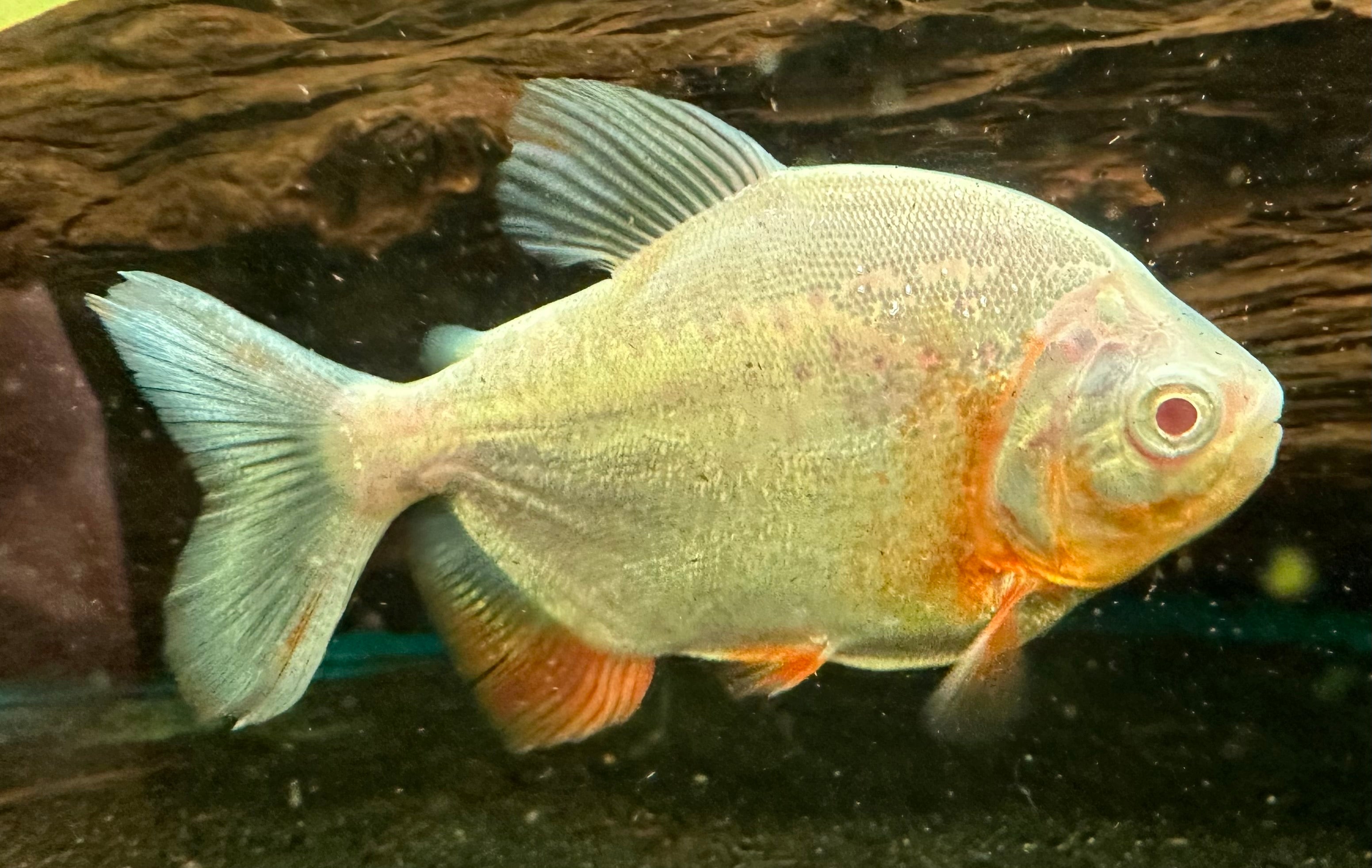 Pacú albino (3,5”)