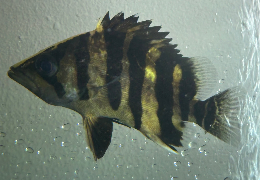 Sumatra Datnoid (4.5-5”)