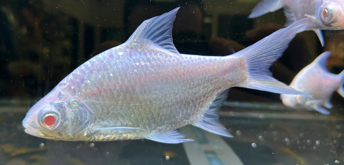 Albino Platinum Tinfoil Barb (6-7”)