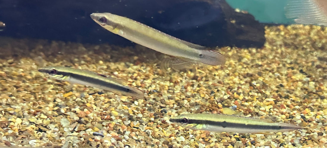 Dwarf Pike Cichlid (2-2.5”)