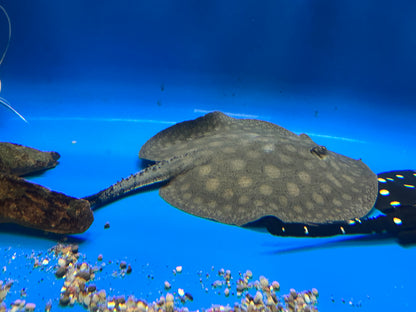 XL Scobina Hybrid Stingray (Female 14”)