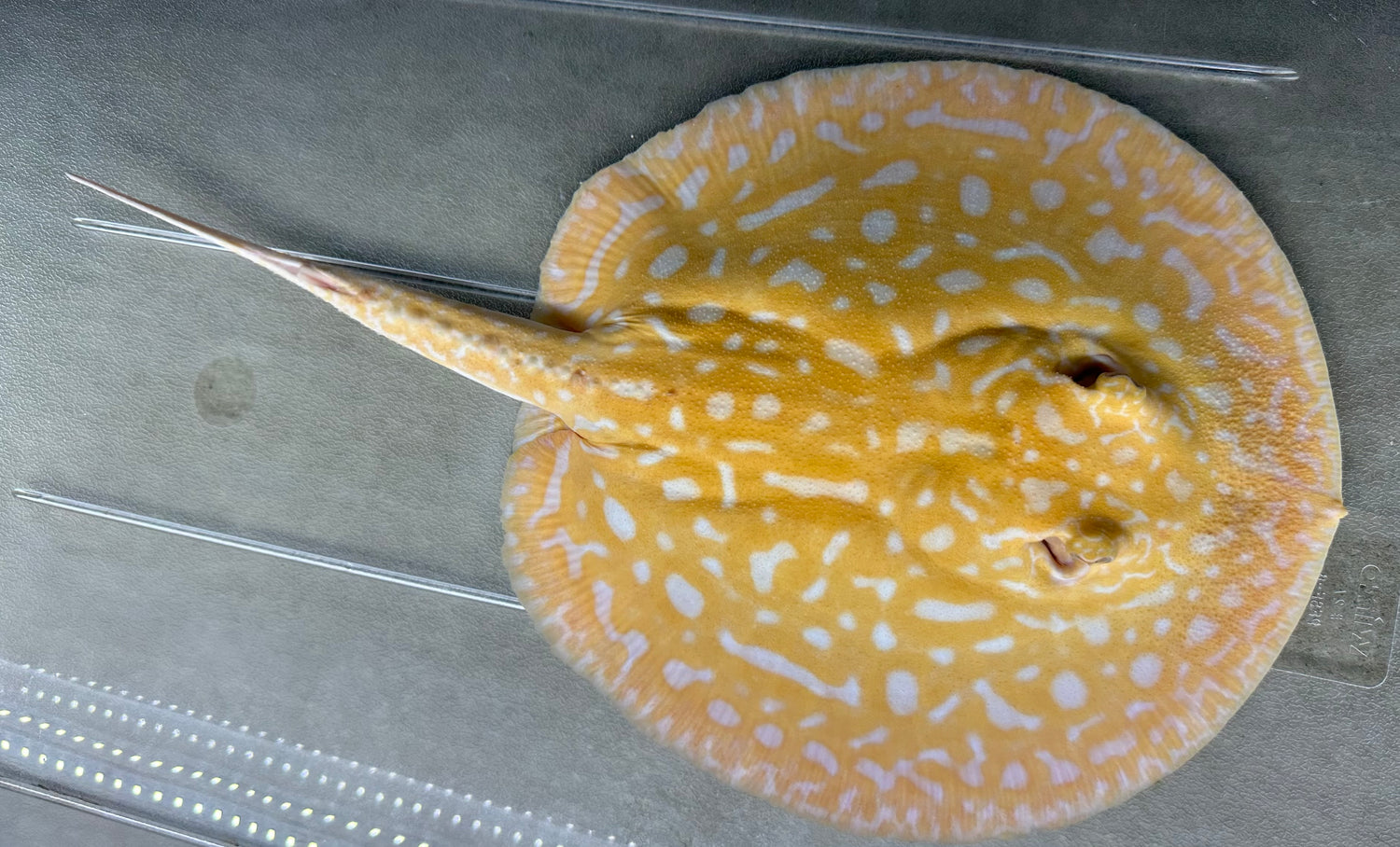 Albino “Red Lucy” Hybrid Stingray (Female 8-9”)