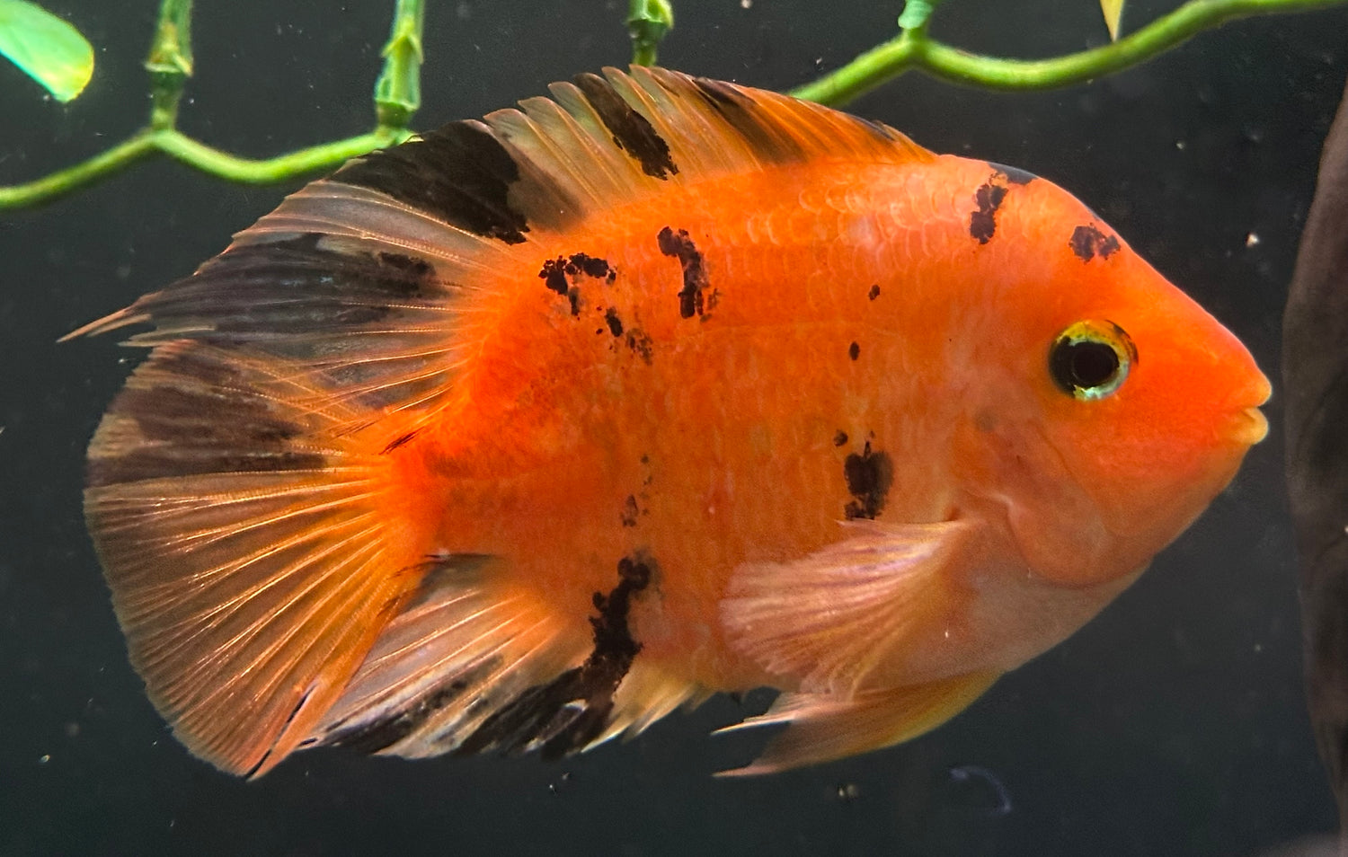 LARGE Tiger Parrot (5.5-6”)