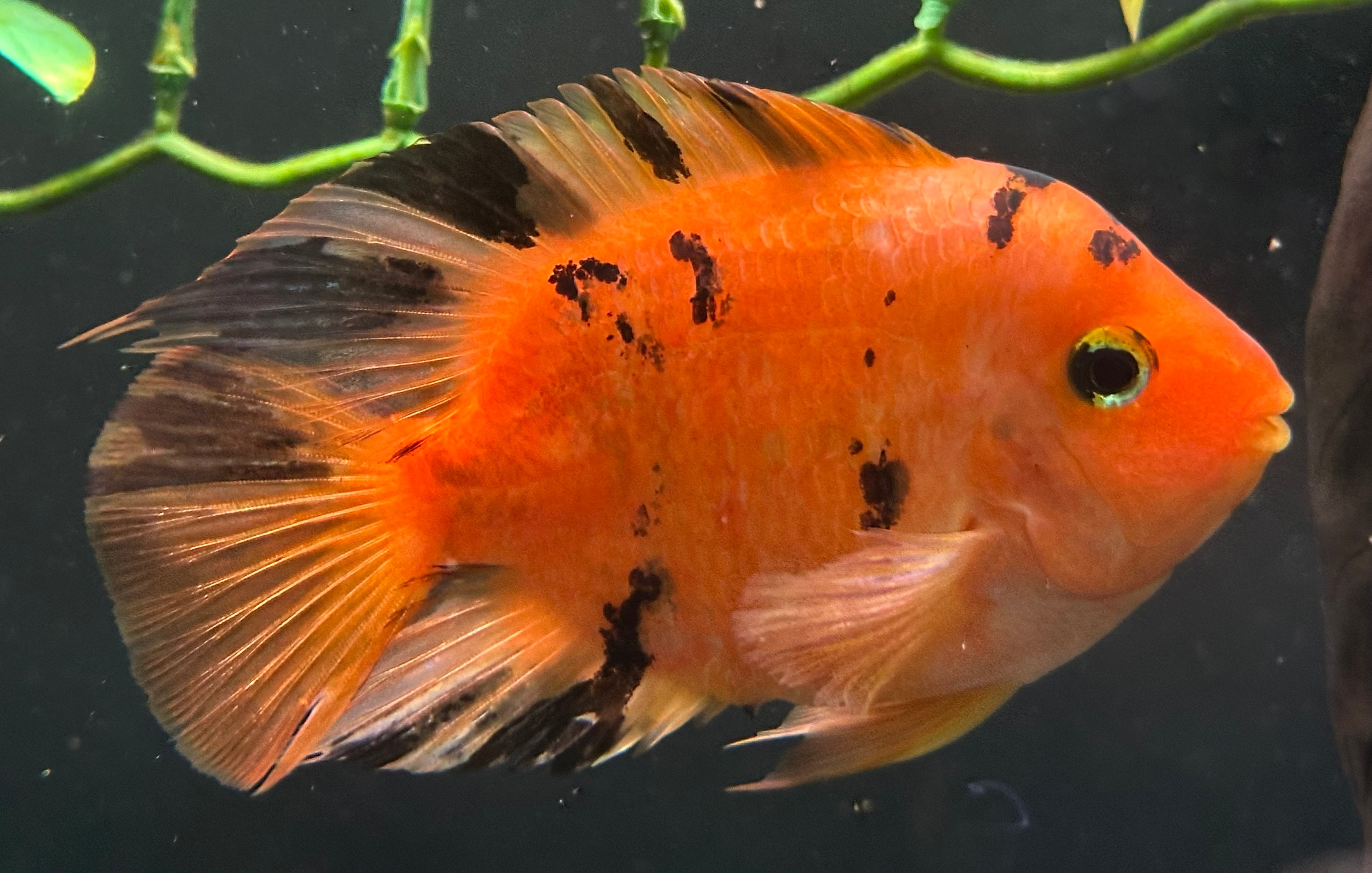 LARGE Tiger Parrot (5.5-6”)