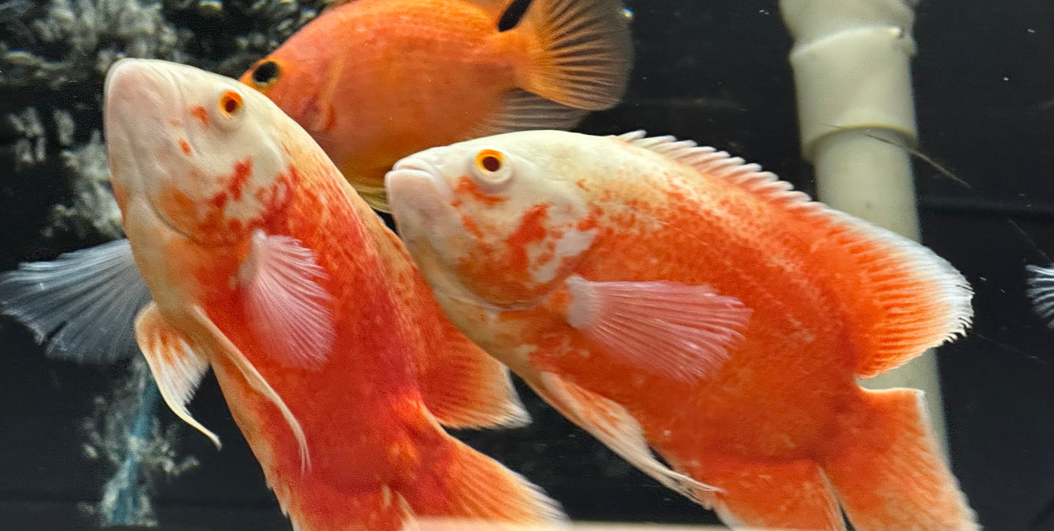 LARGE Fire Red Oscar (6”+)