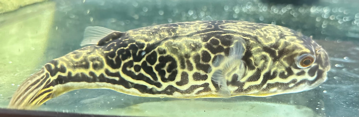 Mbu Puffer (8.5”)