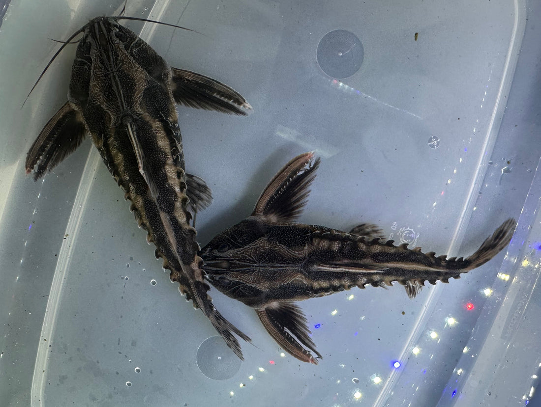 Irwini Catfish (5-6”)