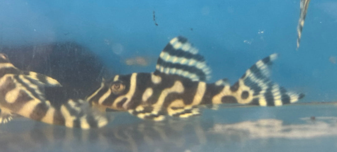 White L333 King Tiger Pleco (1.75-2”)