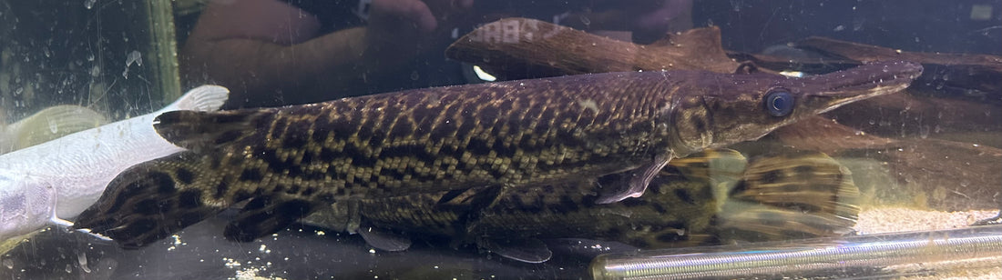 XL Alligator Gar (18-20”)
