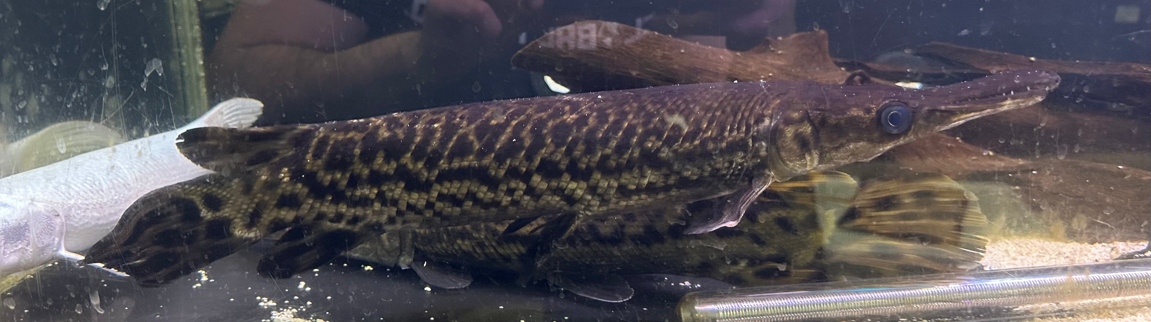 XL Alligator Gar (18-20”)