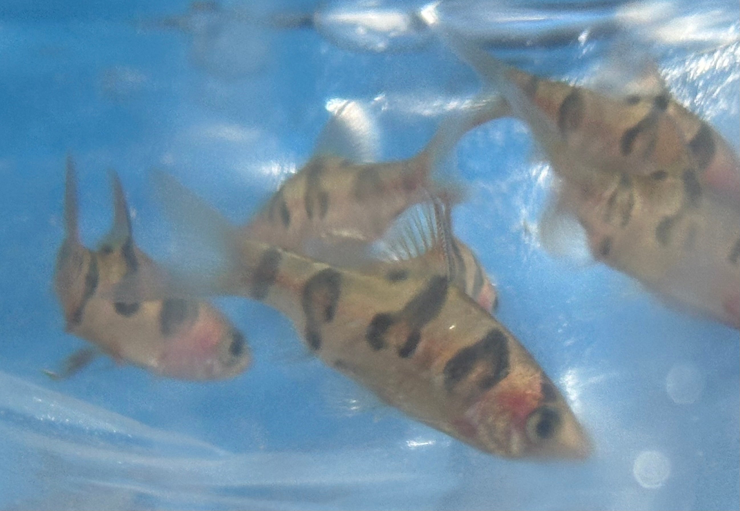 Snakeskin Barb (1.75-2”)