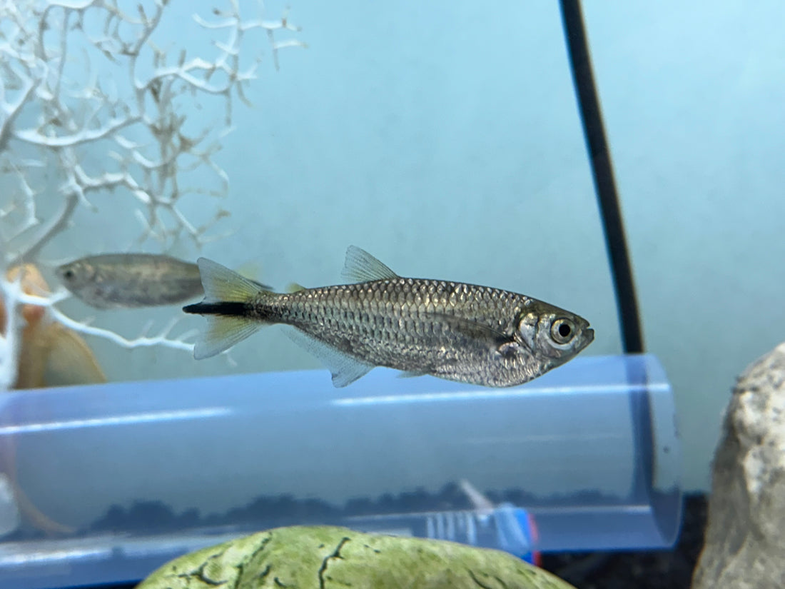 Hatchetfish Characin (2-2.5”)