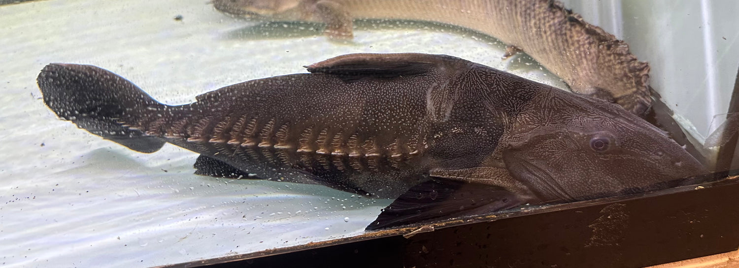 LARGE Ripsaw Catfish (14-15”)