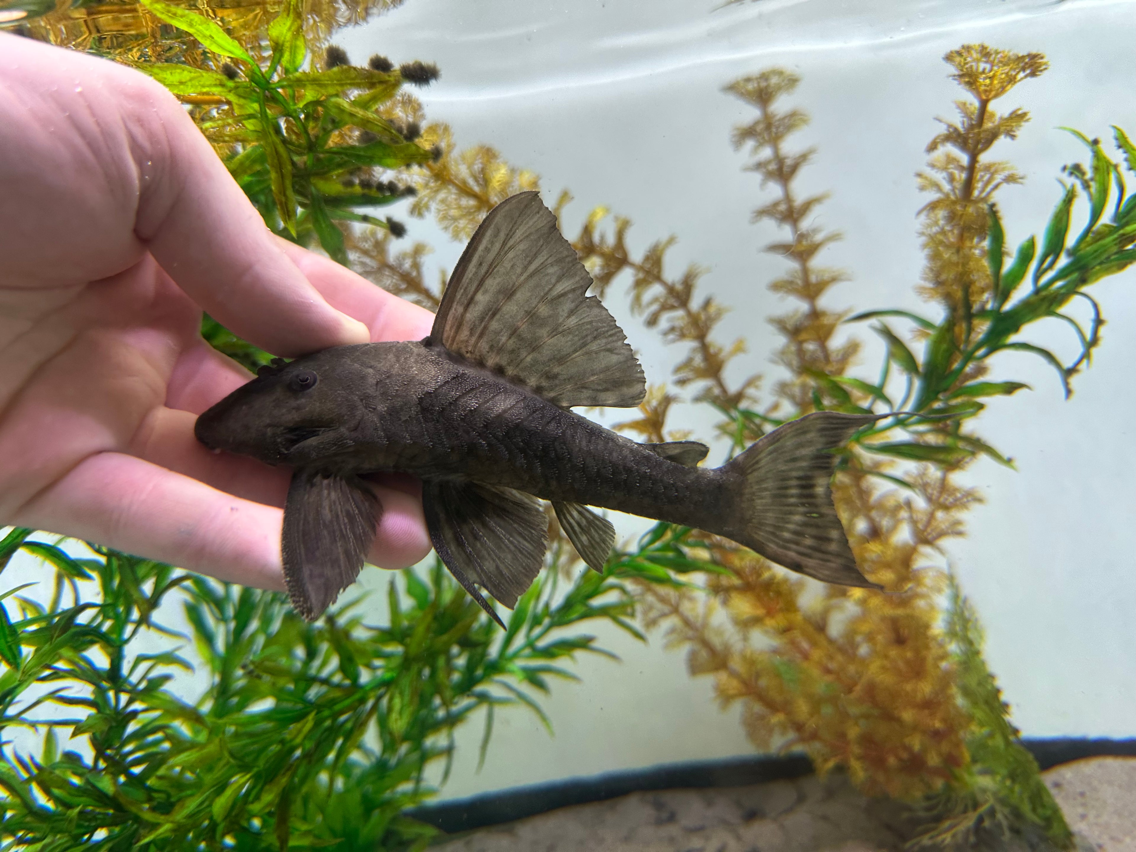 L329 Dusky Panaque Pleco (6-7”)