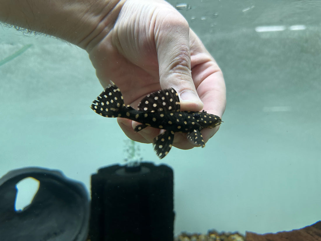 L007 Vampire Pleco (3-3.5”)