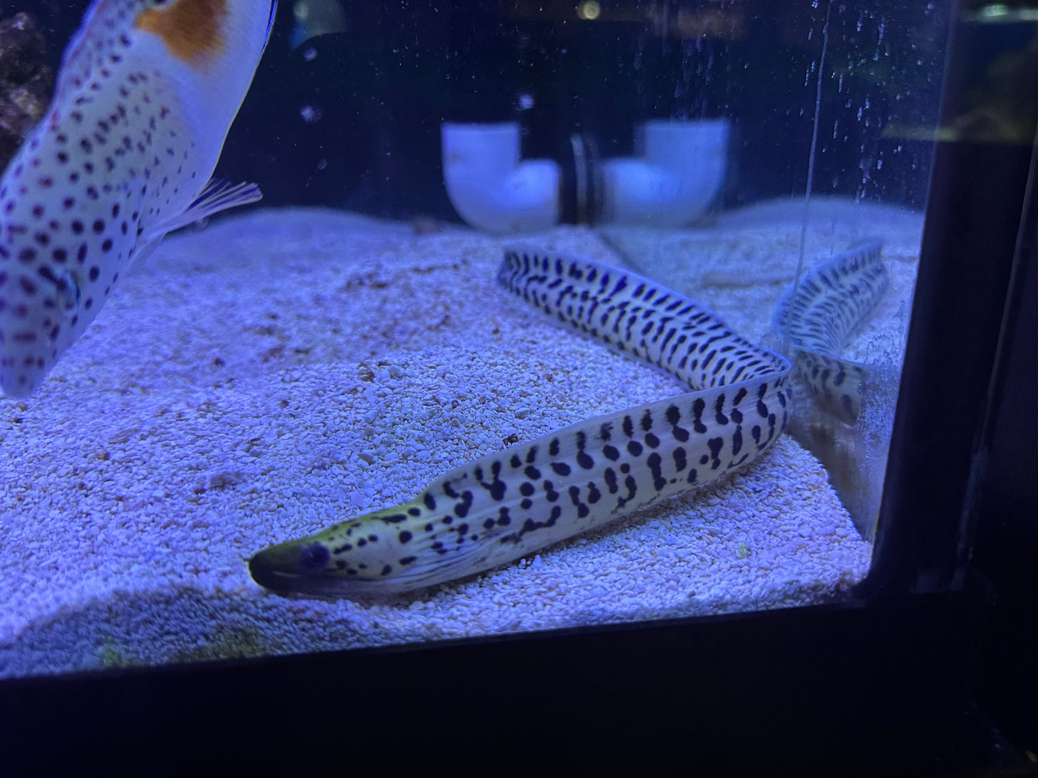 Yellow Head Moray Eel (10-11”)
