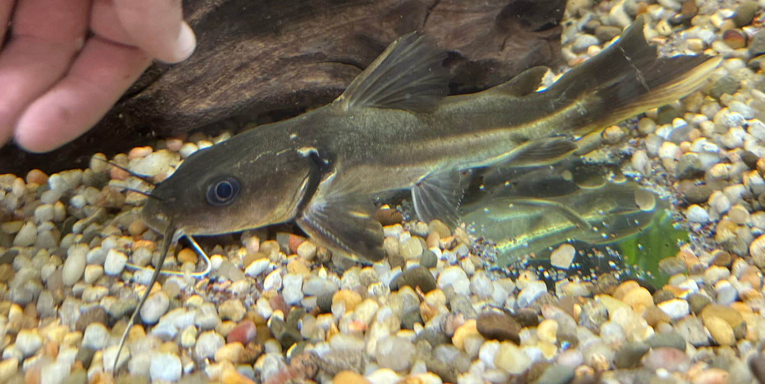 Wide Head Catfish (7-8”)