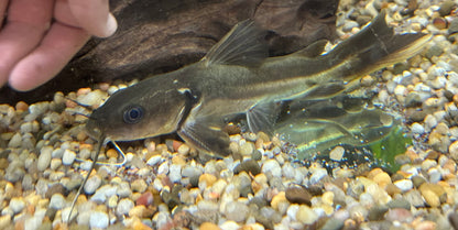 Wide Head Catfish (7-8”)