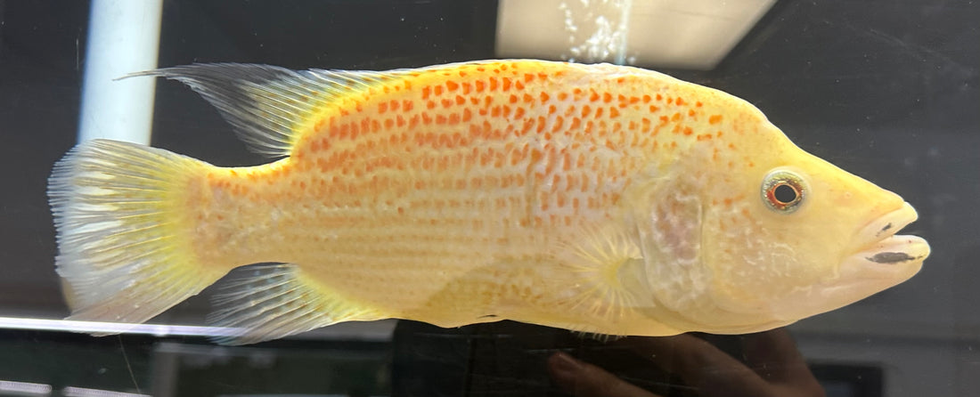 XL Red Dovii (10-11”)