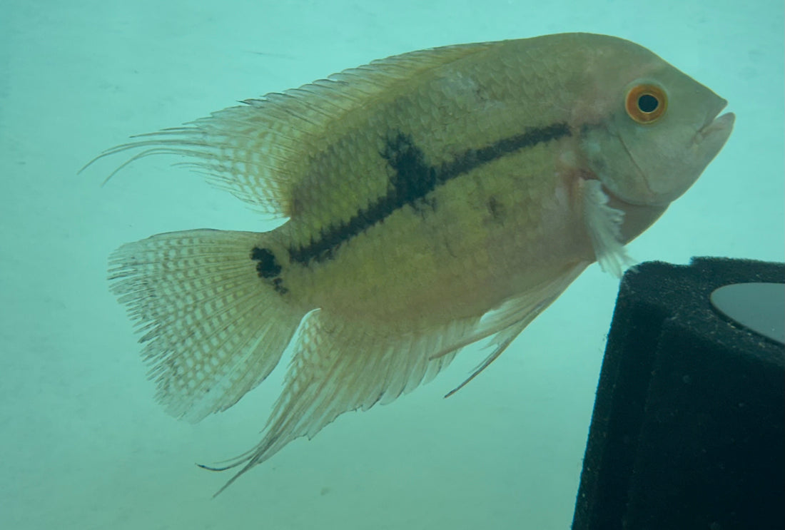 Cíclido de chocolate (6”)