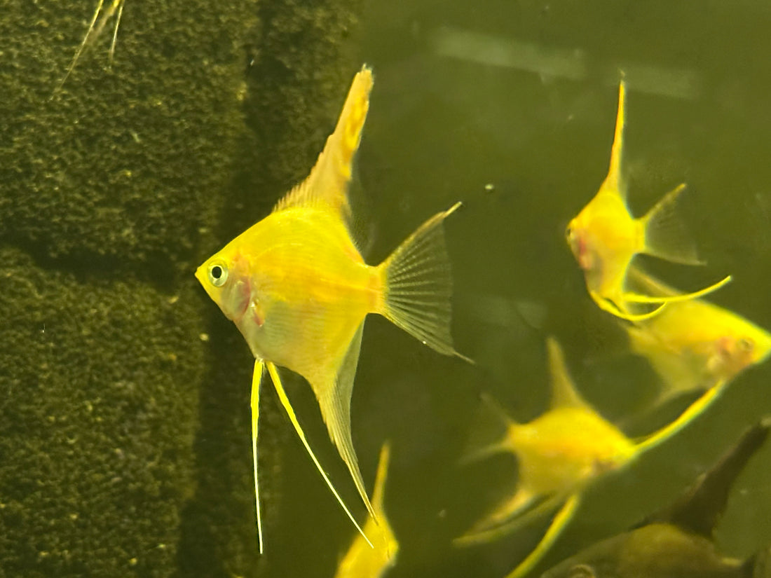 Gold Angel Fish (1.5-1.75”)