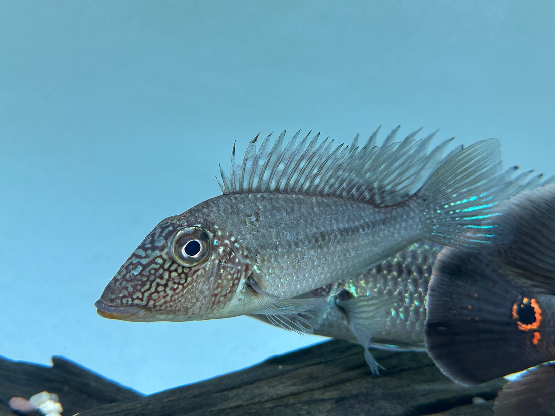 Jurupari Geophagus (5-5.5”)