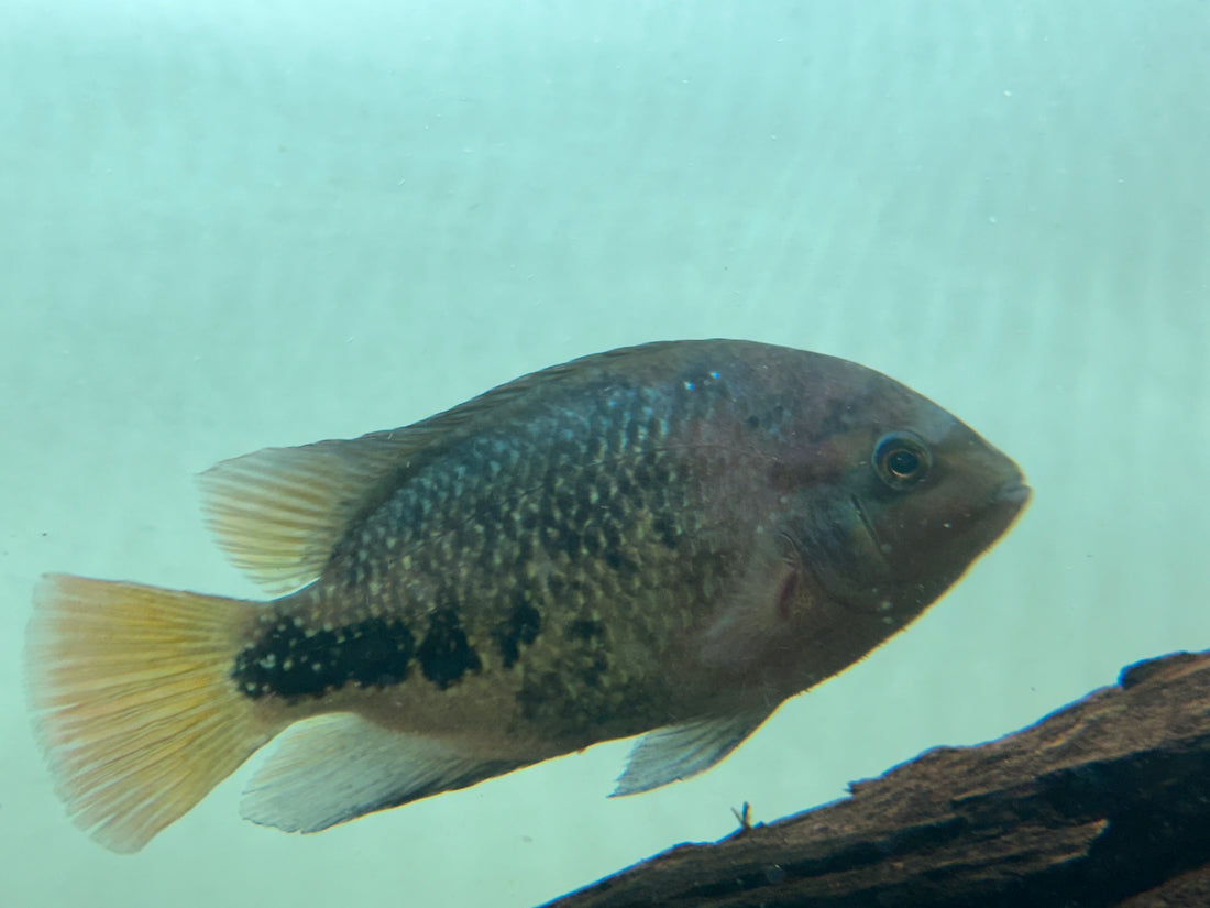 Synspilum Cichlid (5”)