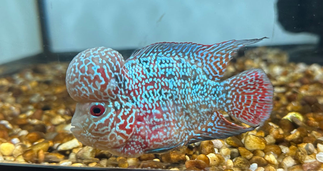 F3 Kamfa Flowerhorn (4”)