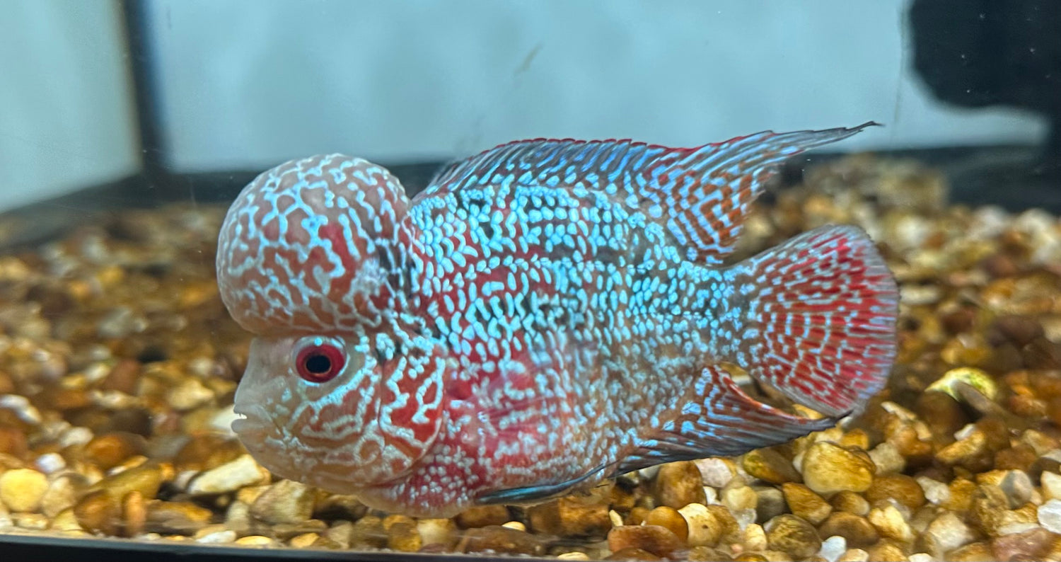 F3 Kamfa Flowerhorn (4”)