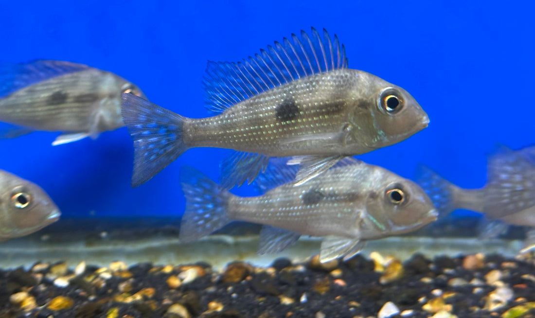 Gurupi Geophagus (2-2.5”)