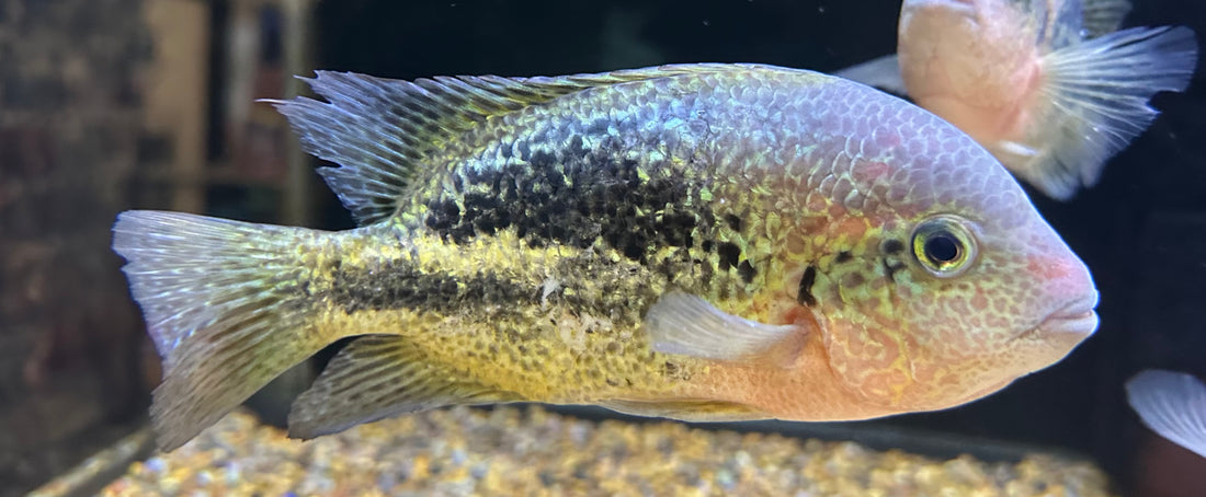 LARGE Rio Chacamax Bifasciatus Vieja Cichlid (6.5-7”)