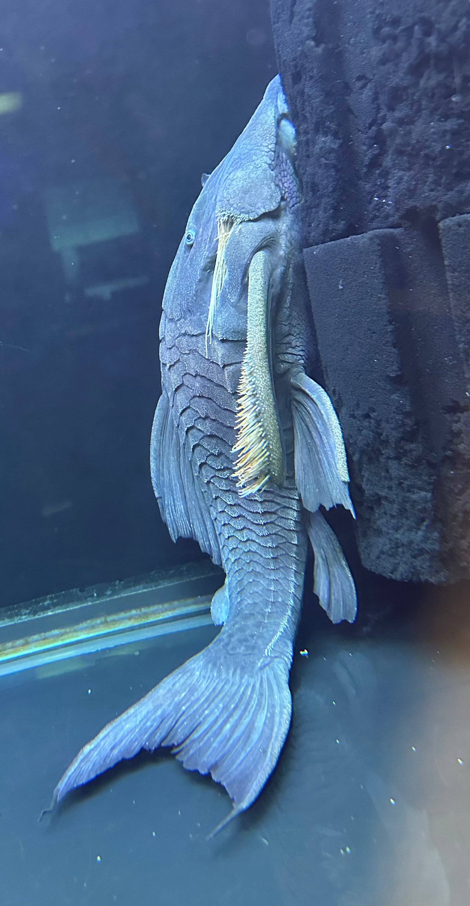 XL Male Blue Eye Panaque Pleco (15-16”)