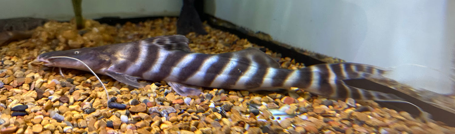 Tigrinus Catfish (9”)