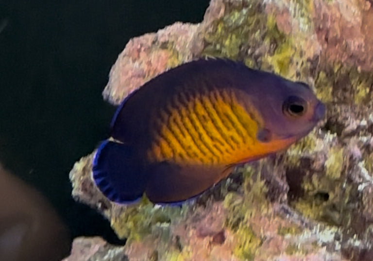 Coral Beauty Angel (2”)