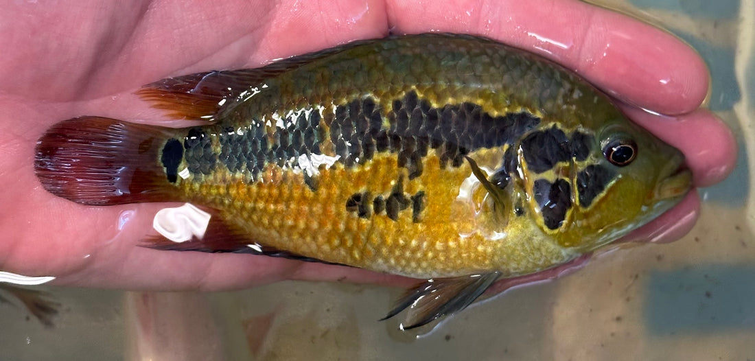 Large Yellow Jacket Cichlid (5-6”)