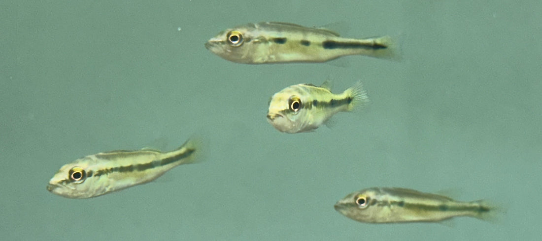 Wild Baby Peacock Bass (2”)