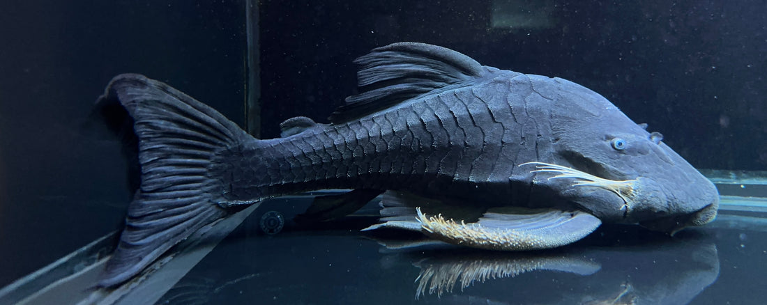 XL Male Blue Eye Panaque Pleco (15-16”)