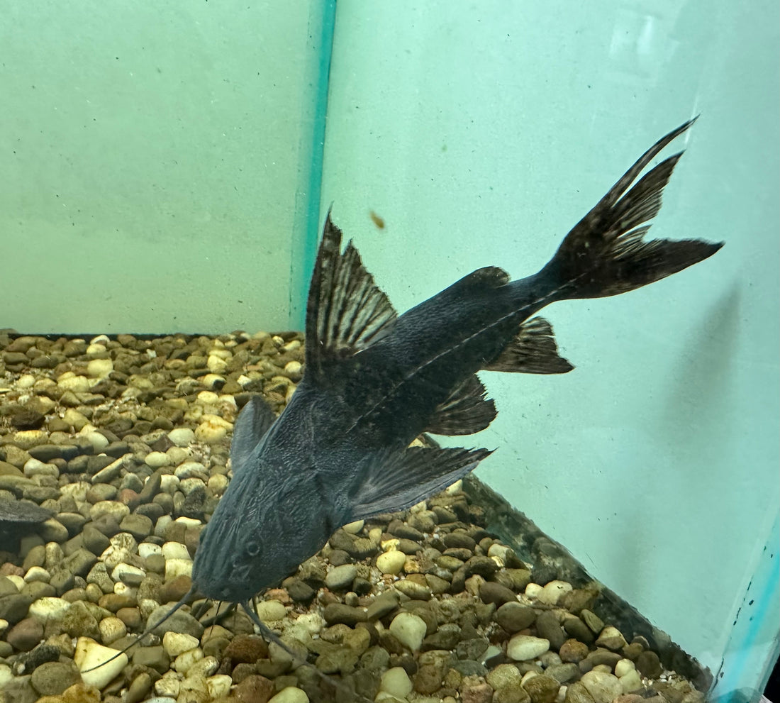 Granulosus Catfish (5-6”)