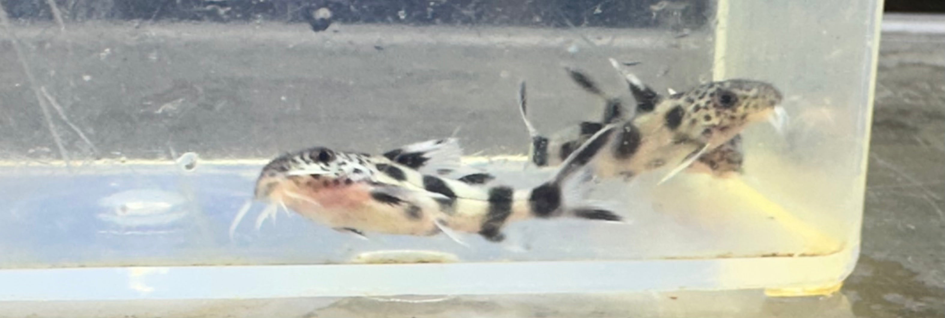 Synodontis valentina (1”)