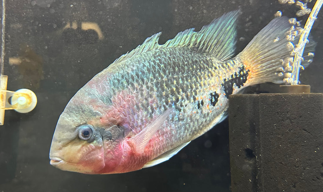 XXL Synspilum Vieja Cichlid (8-9”)