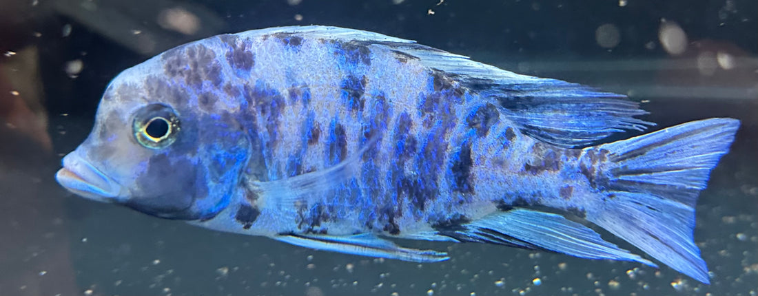 OB Dolphin Moori Cichlid (5.5-6”)