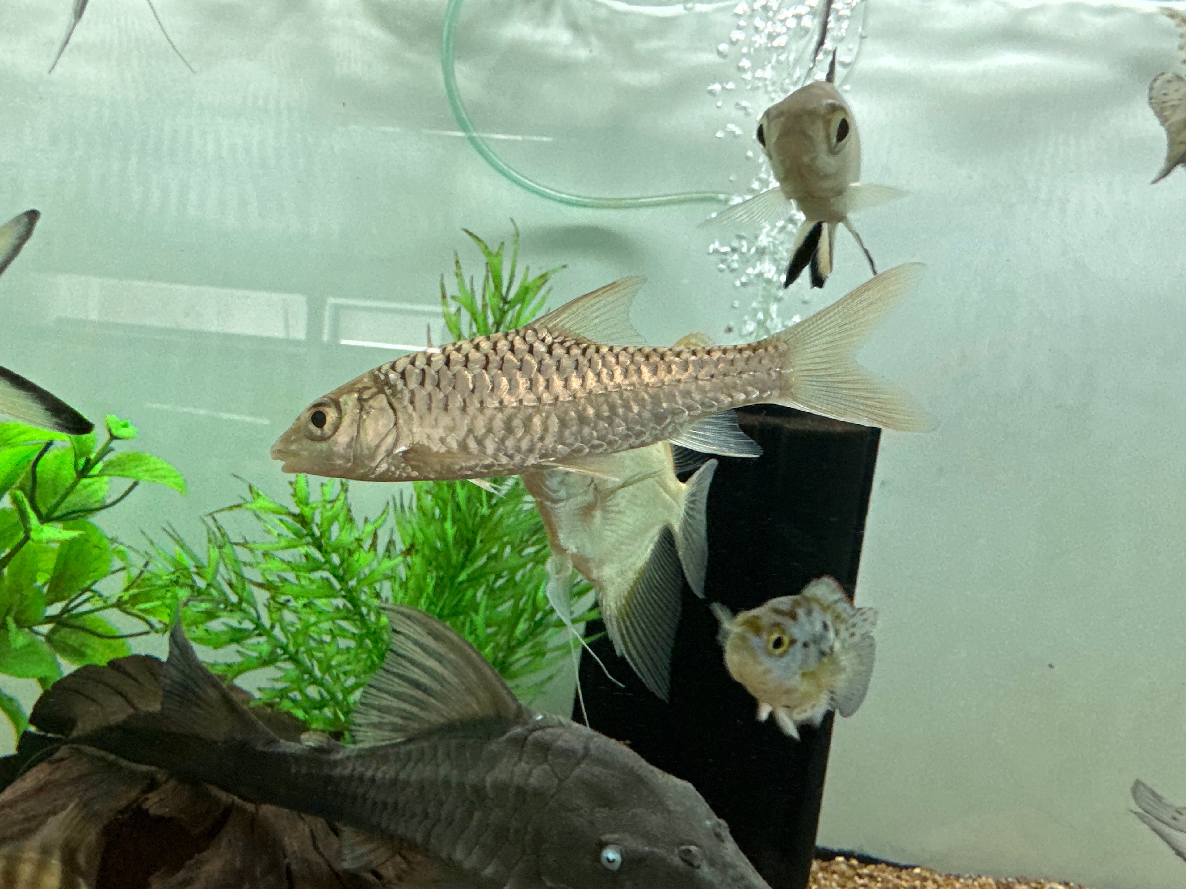 Red Mahseer (3-4”)