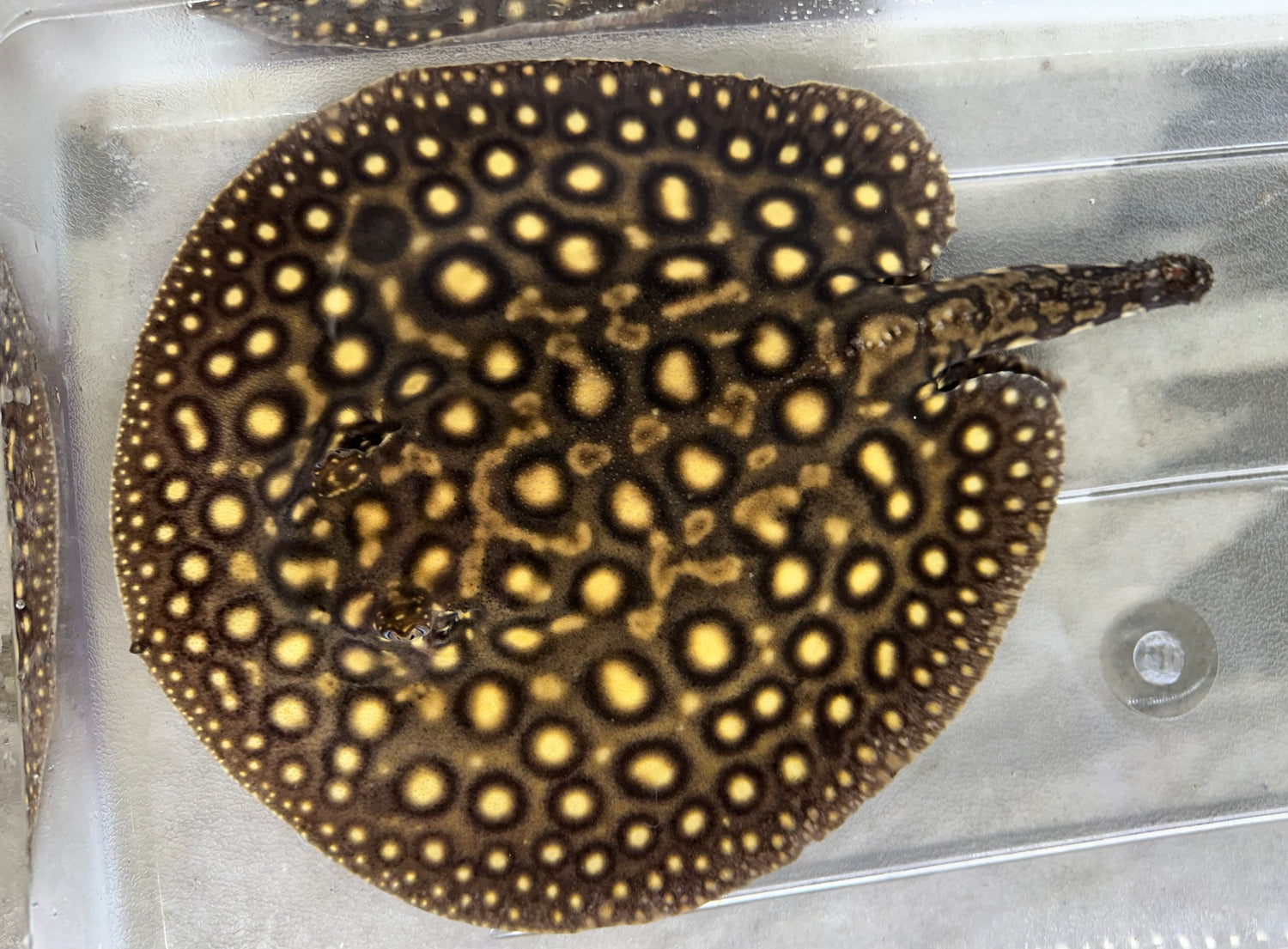 Hybrid Motoro Stingray (Male 9-10”) *Missing Tail*