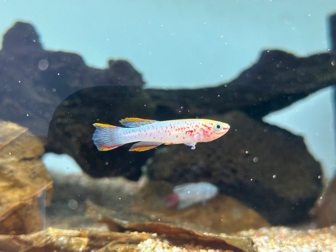 Large Gold Gardneri Killifish (1.75-2”)