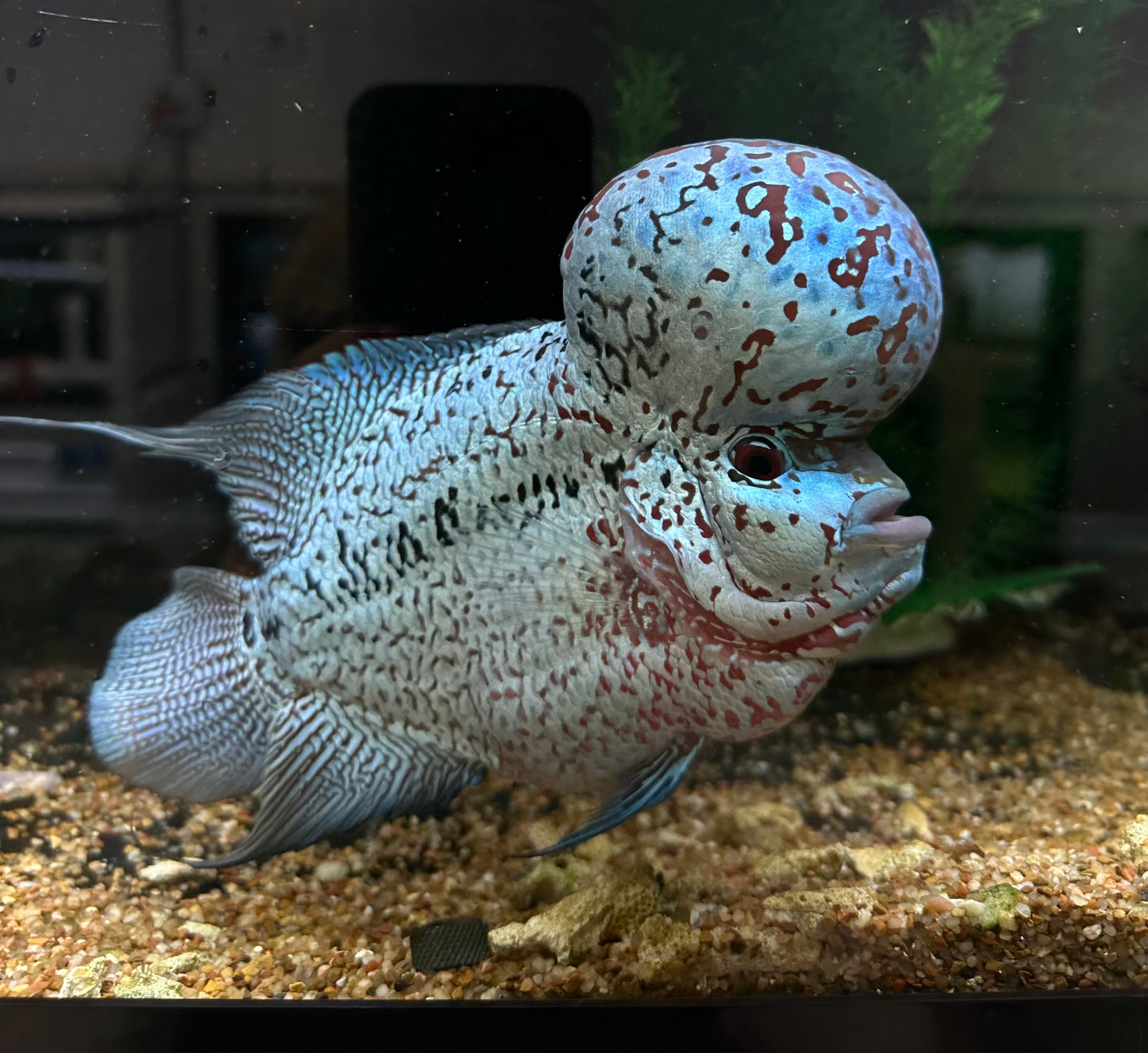 XL Show Flowerhorn (7-8”)