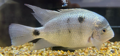 XL Argentea Vieja Cichlid (8-9”)