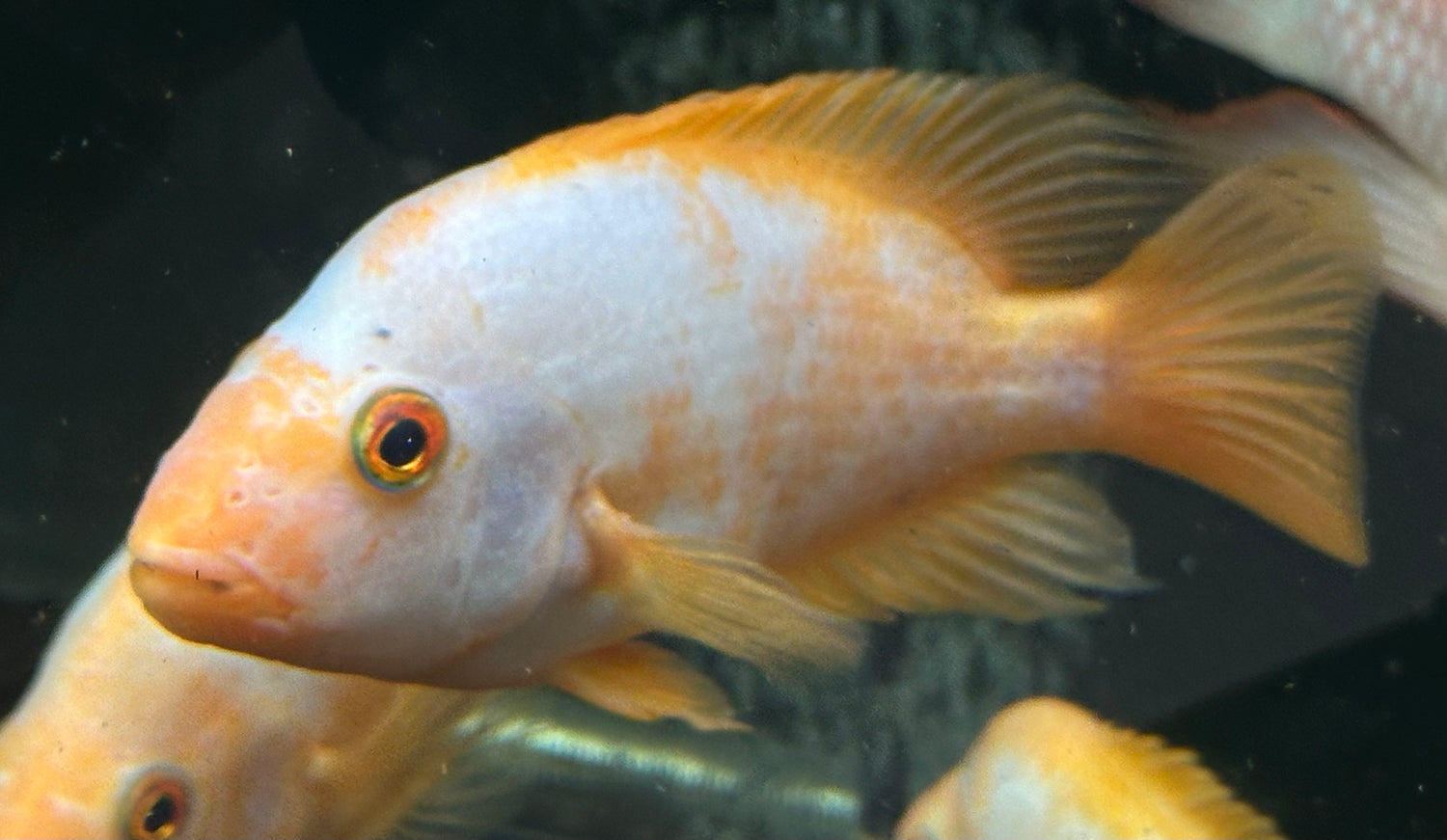 Creamsickle Midas Cichlid (6-7”)