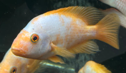 Creamsickle Midas Cichlid (6-7”)